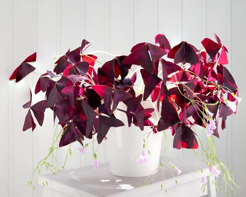 Maroon Oxalis versicolor Flower Seeds