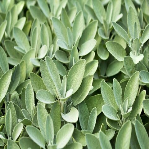 Sage Plant Seeds herb seeds - backyard growing, non gmo garden seeds