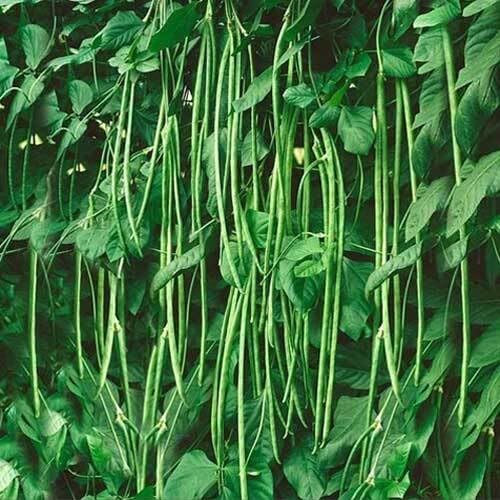 Long Beans vegetable seeds - Heirloom, Organic, Non Gmo Garden Seeds for kitchen garden planting