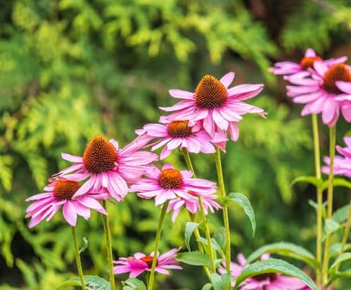 red echinacea flower seeds