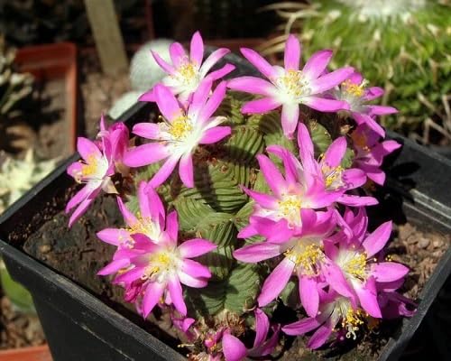 pink aztekium hintonii flower
