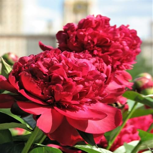 Red Peony Flower Seeds