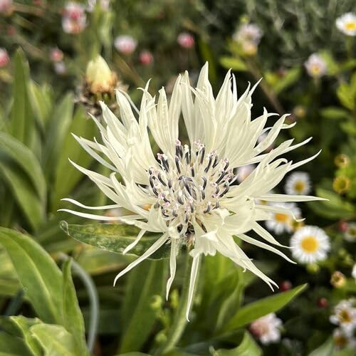 White Centaurea Flower Seeds