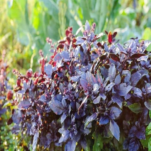 Black Basil Plant Seeds herb seeds - natural growing, healthy herbs garden seeds