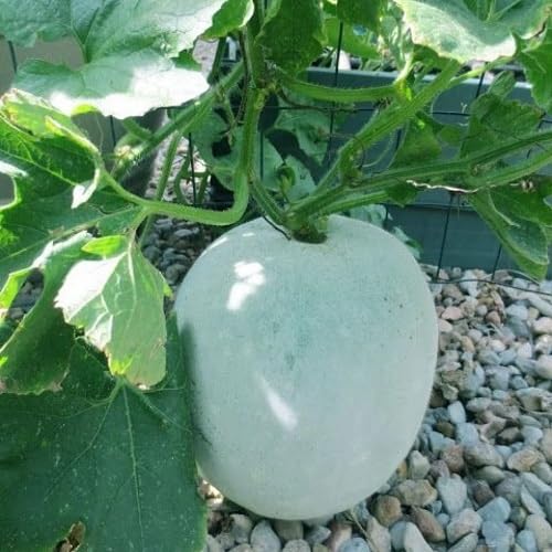 White Pumpkin Gourd vegetable seeds - Heirloom, Organic, Non Gmo Garden Seeds for kitchen garden planting