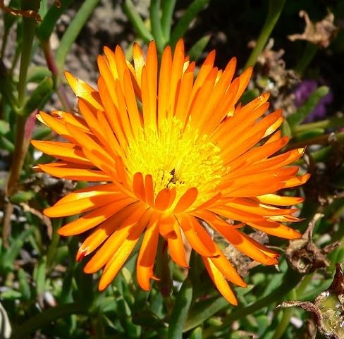 Lampranthus Flower Seeds
