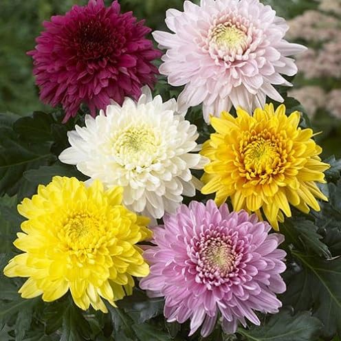 Chrysanthemum Flower Seeds