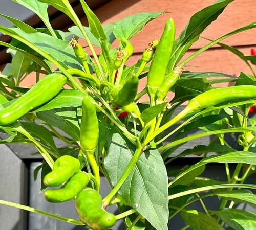 Pepper for Growing Green vegetable seeds for Home Gardening, Fast Growing Home Garden for kitchen garden planting