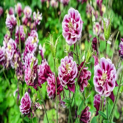 Pink Double Aquilegia Flower Seeds