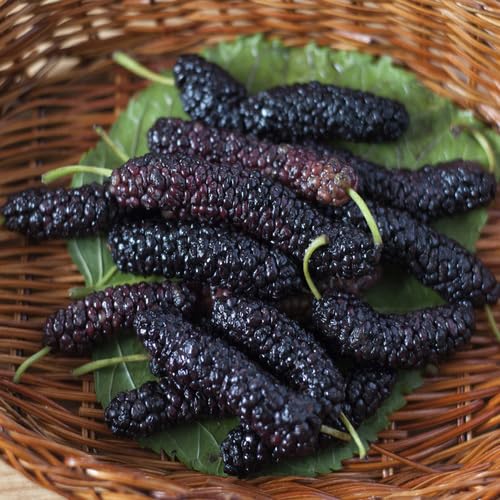 Black Long Mulberry Fruit Seeds organic garden seeds