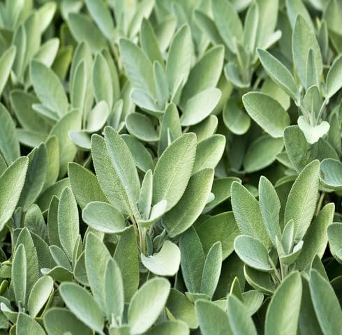 Green Sage Plant Seeds herb seeds - non gmo, home gardening garden seeds