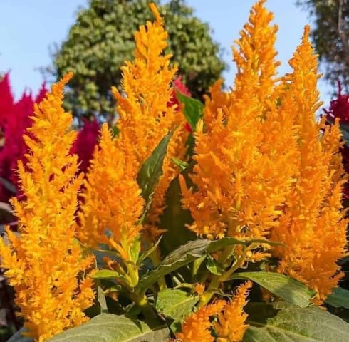 Yellow celosia Flower Seeds
