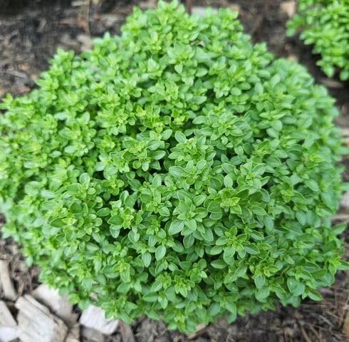 Green basilicum Minimum Plant Seeds herb seeds - home gardening, heirloom garden seeds