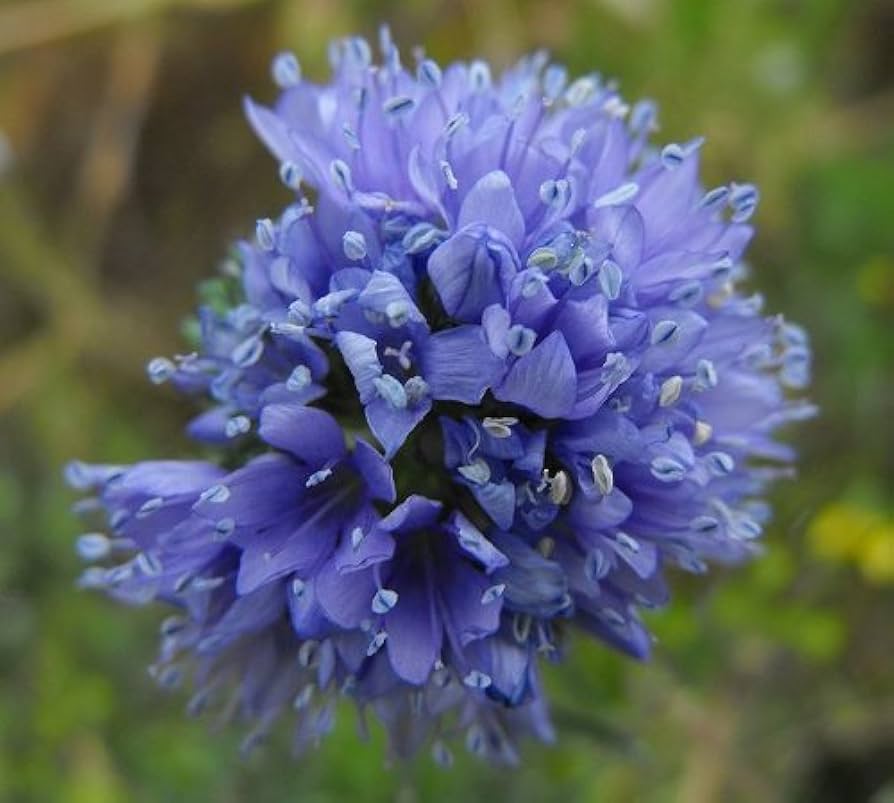 Globe Gilia Gilia Capitata