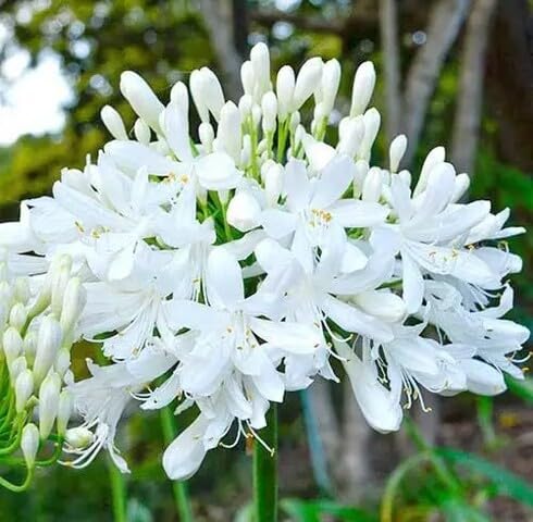 White Agapanthus Flower Seeds