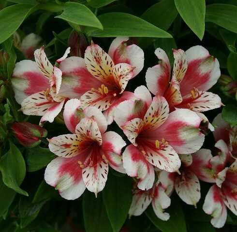 Pink White Alstroemeria Flower Seeds
