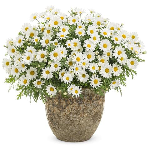 White Daisy Flower Seeds
