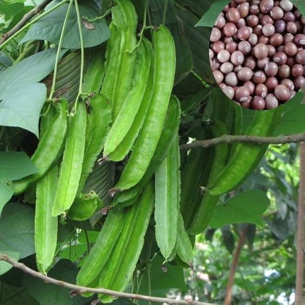winged bean psophocarpus tetragonolobus vegetable patch trellis