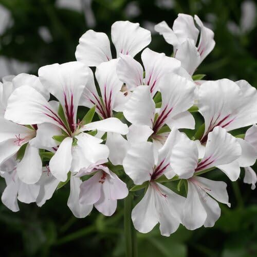 White Perennial Geranium Flower Seeds