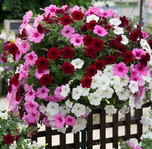 Mixed Hanging putina Flower Seeds