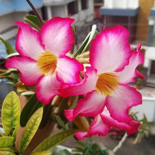 Pink Adenium Obesum Flower Seeds