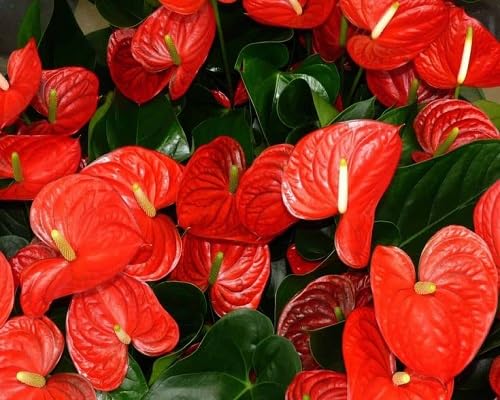 Red Spathiphyllum Flowers Seeds