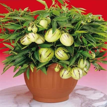 Pepino fruit seeds for organic garden planting