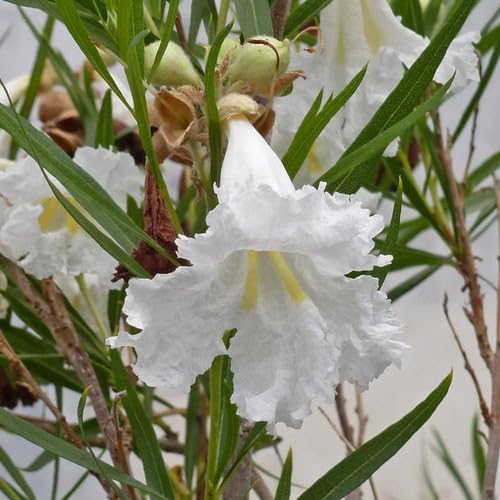 White Chilopsis linearis Flower Seeds