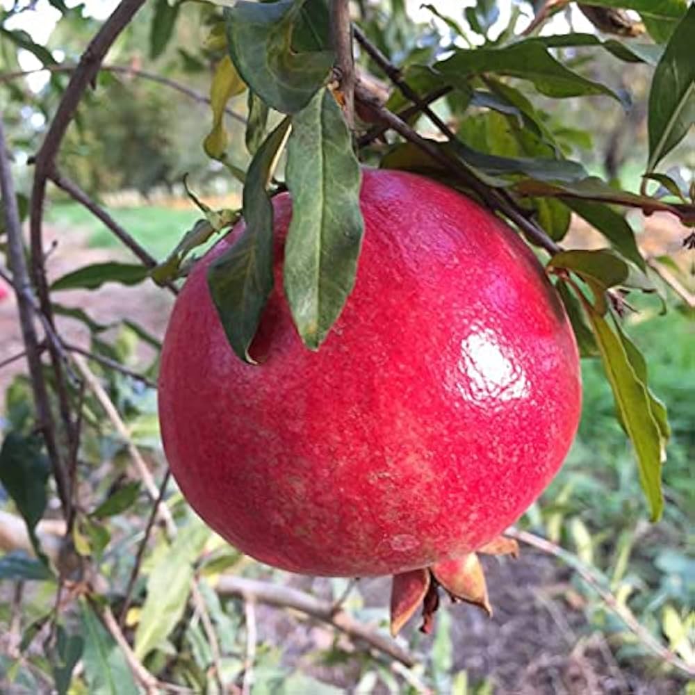 pomegranate punica granatum fruit in vegetable patch