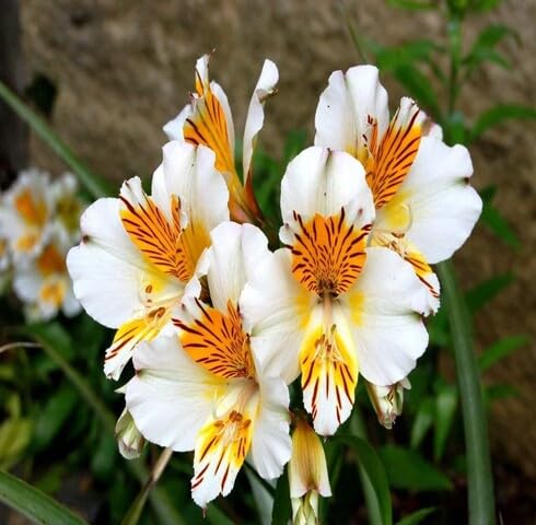 White Yellow Alstroemeria Flower Seeds