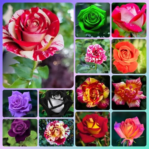 rose flower seeds mixed