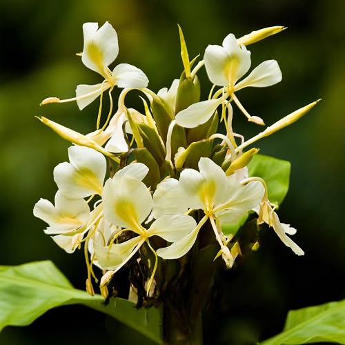 Yellow Hedychium Flower Seeds