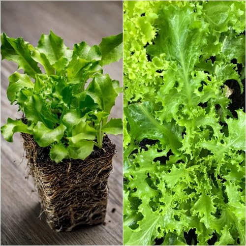Green Endive Leafy vegetable seeds - Heirloom, Organic, Non Gmo Garden Seeds for kitchen garden planting