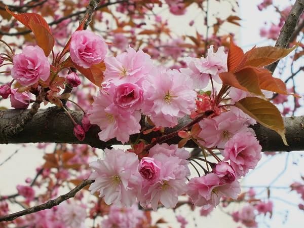 Cerasus serrulata Flower Seeds