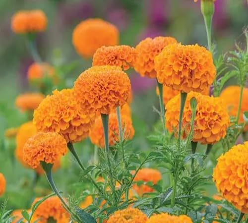 Orange Marigold Flower Seeds