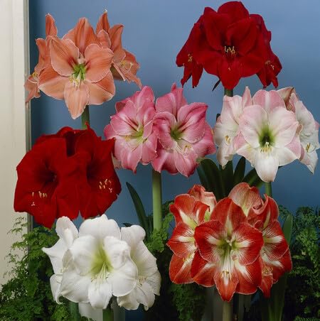 Hemerocallis Flower Seeds