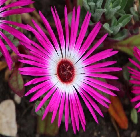Pink Mesembryanthemum Flower Seeds