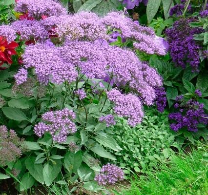 Purple Trachelium Caeruleum Flower Seeds
