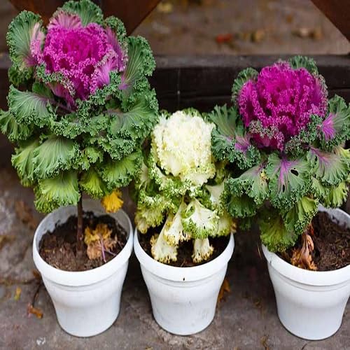 Mixed Kale Flower Seeds