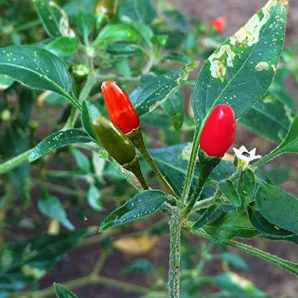 Pequin Pepper