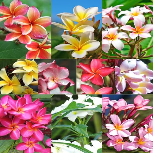 Mixed Plumeria Flower Seeds