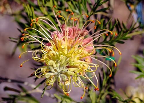 Grevillea Flower Seeds
