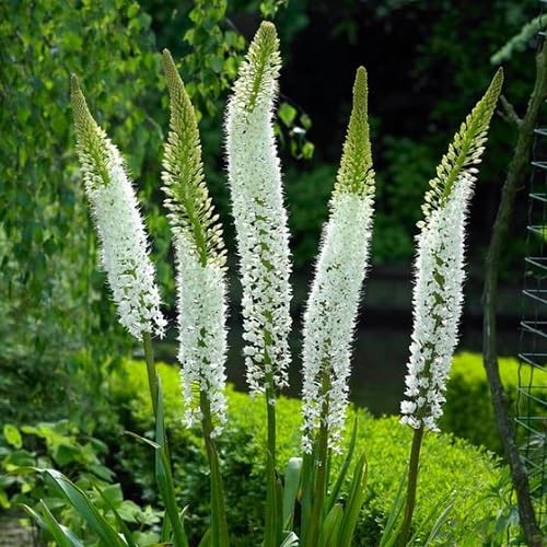 White Foxtail Lily Flower Seeds