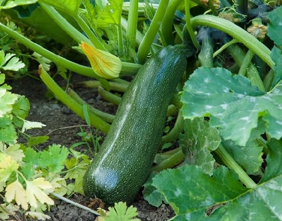 Green Zucchini Flower Seeds