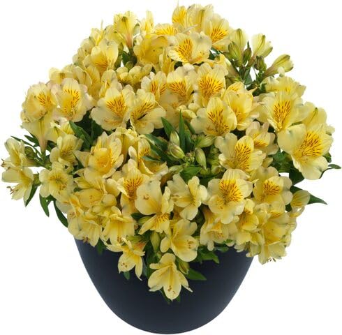 Yellow Alstroemeria Revoluta Flower Seeds