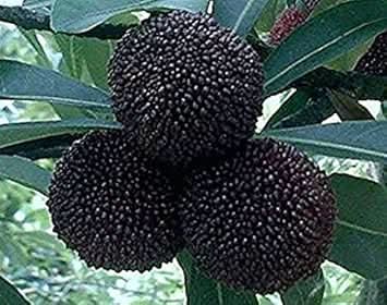 Black Myrica Rubra Fruit Rare Excellent Asian Gardens For Kitchen Fruit Seeds