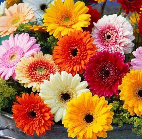 Mix Geranium Flower Seeds