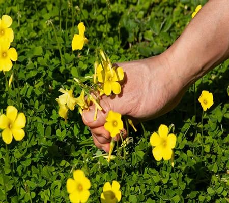 Oxalis Flower Seeds