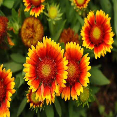 pyrethrum Flower Seeds