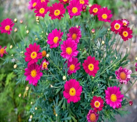 Daisy Flower Seeds